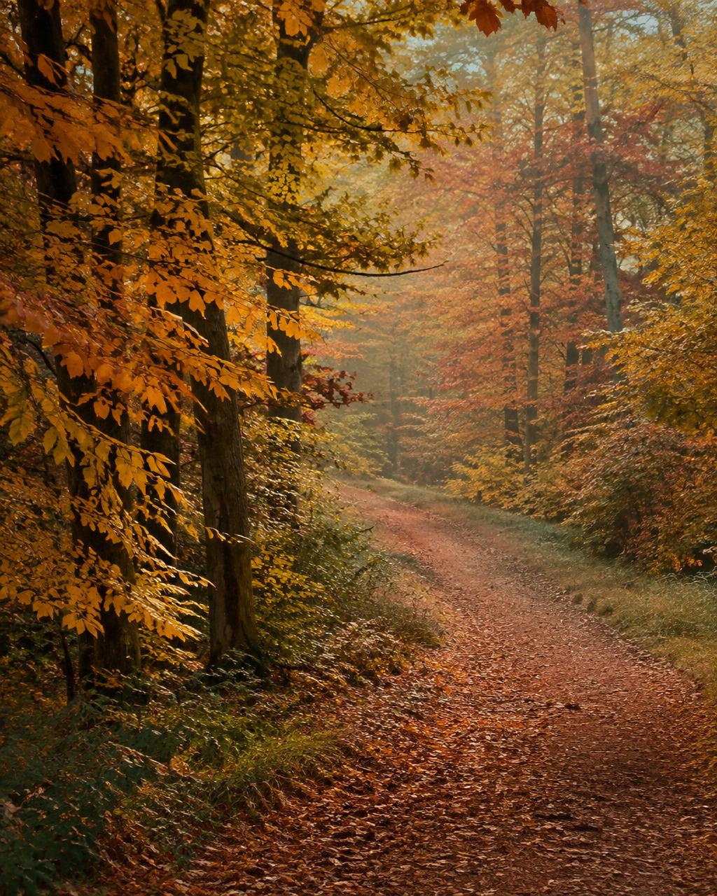 Leaf-covered path through autumn woodland